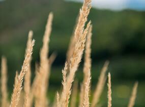 Třtina ostrokvětá 'Avalanche' - Calamagrostis acutiflora 'Avalanche'