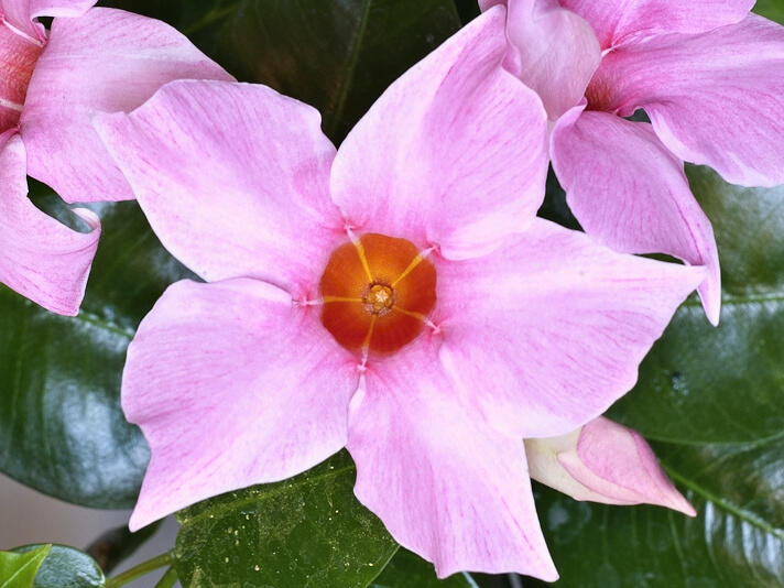 Diplandénie 'Cream Pink' - Mandevilla sanderi 'Cream Pink'