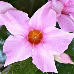 Diplandénie 'Cream Pink' - Mandevilla sanderi 'Cream Pink'