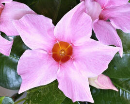 Diplandénie 'Cream Pink'