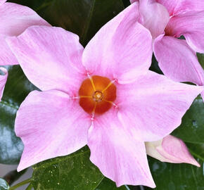 Diplandénie 'Cream Pink' - Mandevilla sanderi 'Cream Pink'