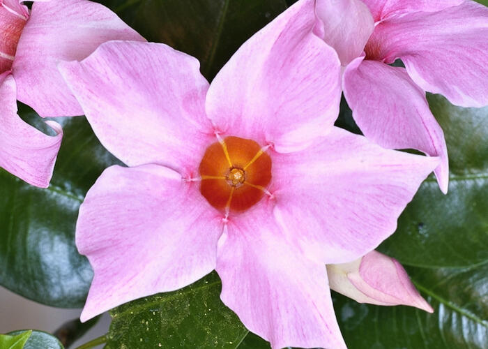 Diplandénie 'Cream Pink' - Mandevilla sanderi 'Cream Pink'