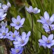 Jaterník podléška - Hepatica nobilis