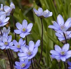 Jaterník podléška - Hepatica nobilis