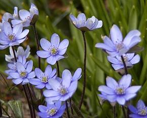 Jaterník podléška - Hepatica nobilis