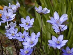 Jaterník podléška - Hepatica nobilis
