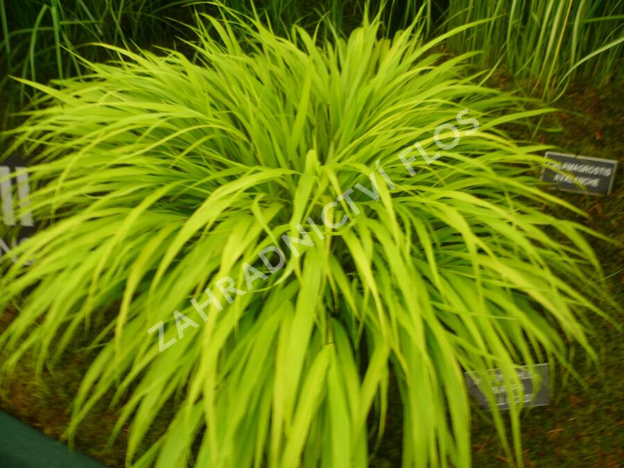 Rákosník japonský 'All Gold' - Hakonechloa macra 'All Gold'