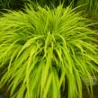 Rákosník japonský 'All Gold' - Hakonechloa macra 'All Gold'