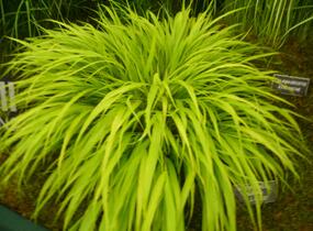 Rákosník japonský 'All Gold' - Hakonechloa macra 'All Gold'