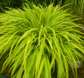 Rákosník japonský 'All Gold' - Hakonechloa macra 'All Gold'