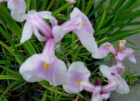 Kosatec hladký 'Rose Queen' - Iris laevigata 'Rose Queen'