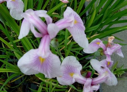 Kosatec hladký 'Rose Queen' - Iris laevigata 'Rose Queen'