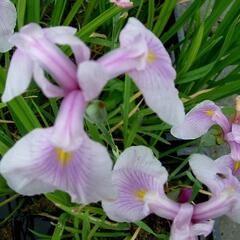 Kosatec hladký 'Rose Queen' - Iris laevigata 'Rose Queen'