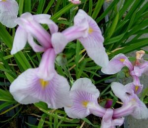 Kosatec hladký 'Rose Queen' - Iris laevigata 'Rose Queen'