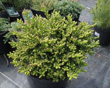 Smrk východní 'Juwel'