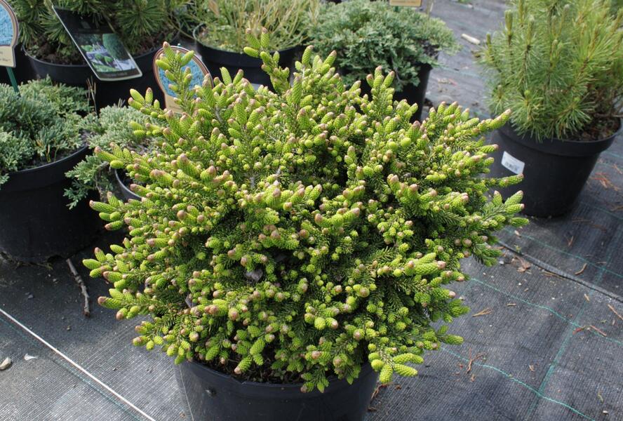 Smrk východní 'Juwel' - Picea orientalis 'Juwel'