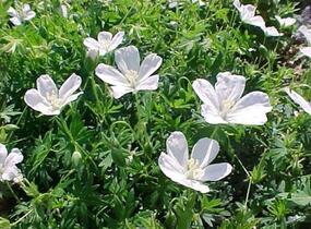 Kakost krvavý 'Album' - Geranium sanguineum 'Album'
