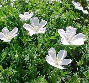 Kakost krvavý 'Album' - Geranium sanguineum 'Album'