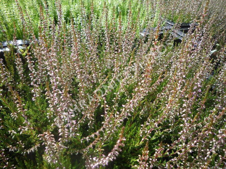 Vřes obecný 'Redbud' - Calluna vulgaris 'Redbud'