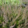 Vřes obecný 'Redbud' - Calluna vulgaris 'Redbud'