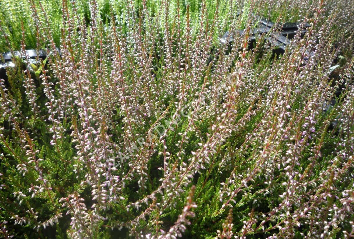 Vřes obecný 'Redbud' - Calluna vulgaris 'Redbud'