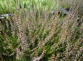 Vřes obecný 'Redbud' - Calluna vulgaris 'Redbud'