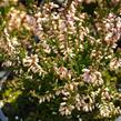 Vřes obecný 'Redbud' - Calluna vulgaris 'Redbud'