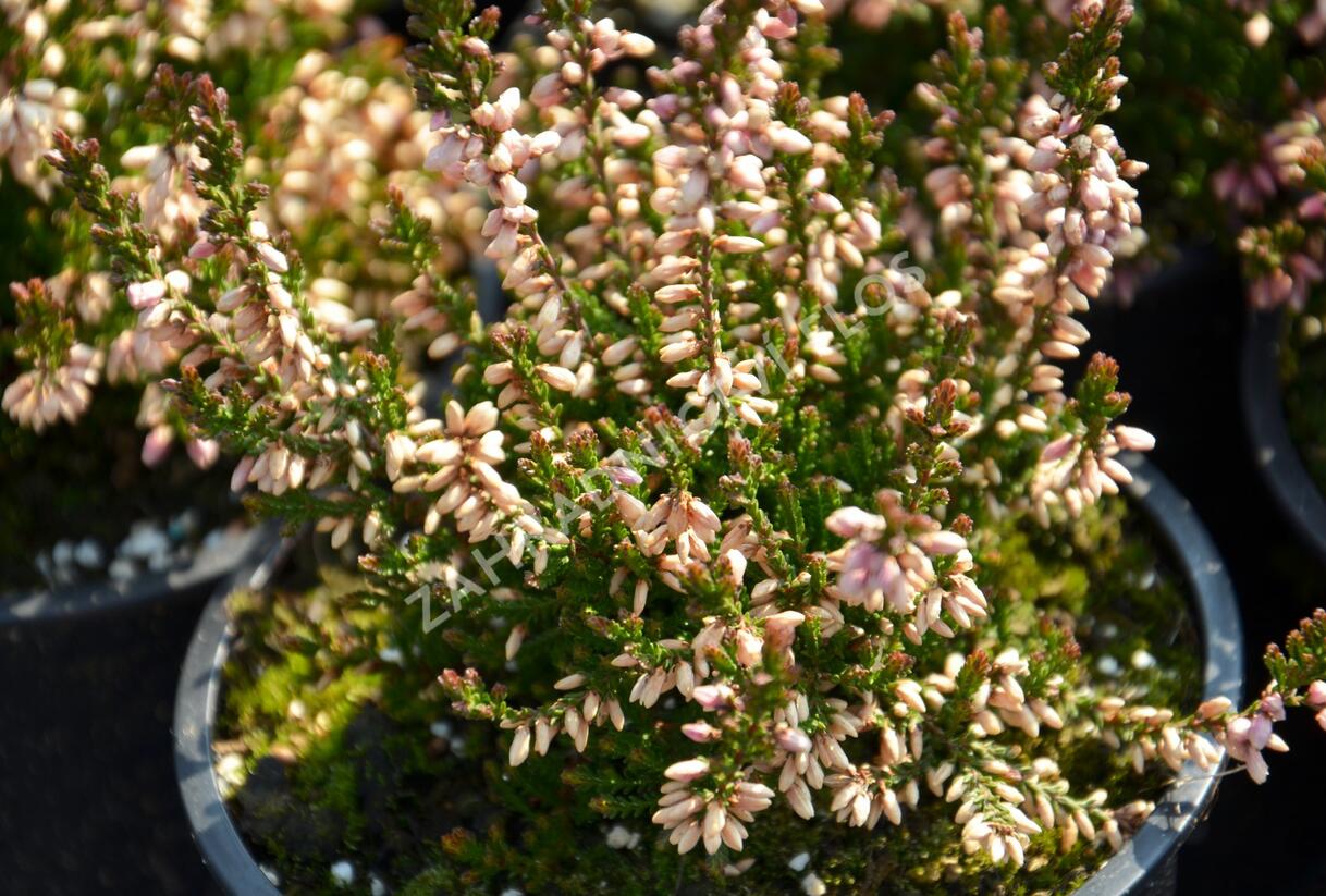 Vřes obecný 'Redbud' - Calluna vulgaris 'Redbud'