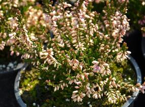 Vřes obecný 'Redbud' - Calluna vulgaris 'Redbud'