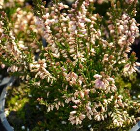 Vřes obecný 'Redbud' - Calluna vulgaris 'Redbud'