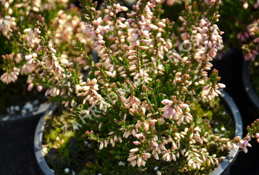 Vřes obecný 'Redbud' - Calluna vulgaris 'Redbud'