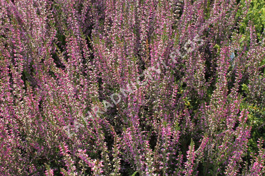 Vřes obecný 'Marlies' - Calluna vulgaris 'Marlies'