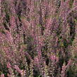Vřes obecný 'Marlies' - Calluna vulgaris 'Marlies'