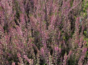 Vřes obecný 'Marlies' - Calluna vulgaris 'Marlies'