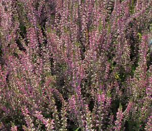 Vřes obecný 'Marlies' - Calluna vulgaris 'Marlies'