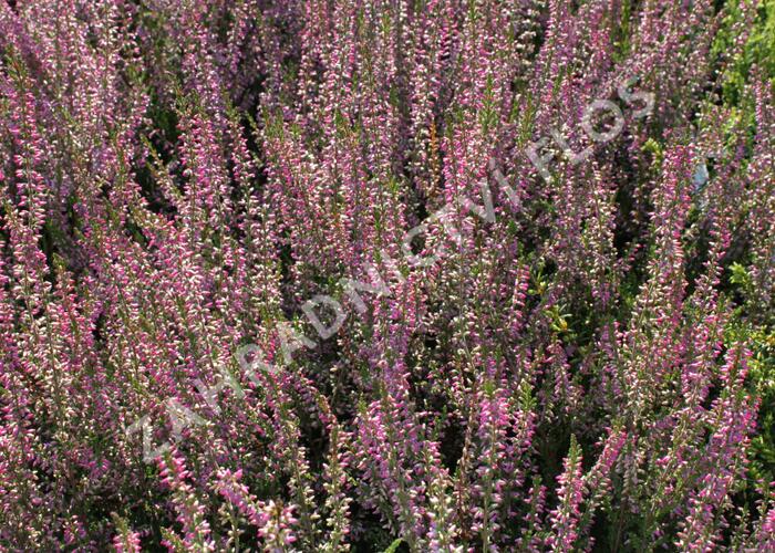 Vřes obecný 'Marlies' - Calluna vulgaris 'Marlies'