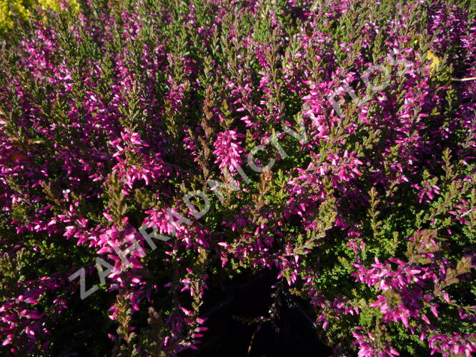 Vřes obecný 'Marlies' - Calluna vulgaris 'Marlies'