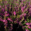 Vřes obecný 'Marlies' - Calluna vulgaris 'Marlies'