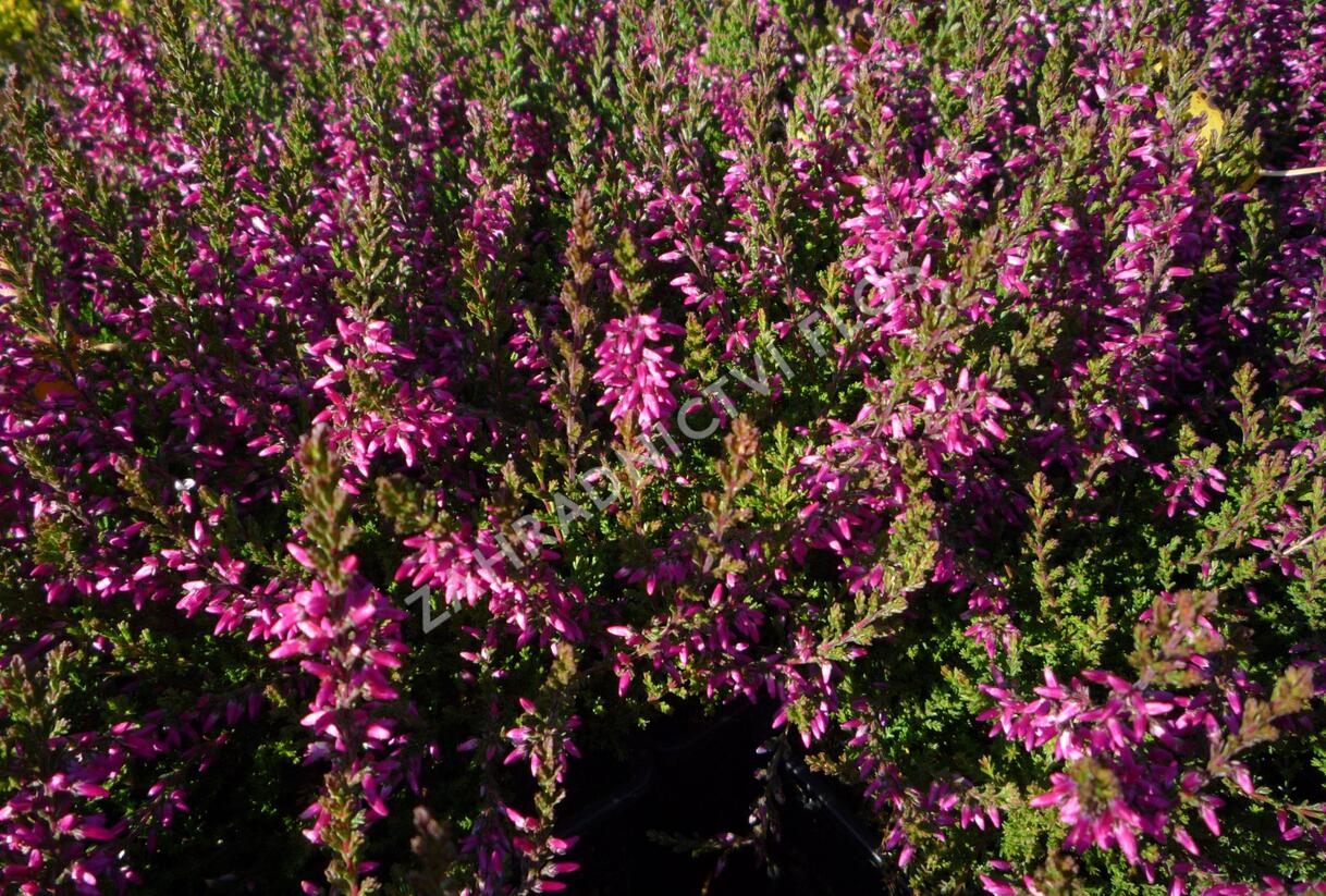 Vřes obecný 'Marlies' - Calluna vulgaris 'Marlies'