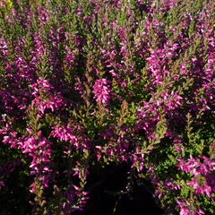Vřes obecný 'Marlies' - Calluna vulgaris 'Marlies'