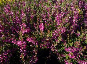 Vřes obecný 'Marlies' - Calluna vulgaris 'Marlies'