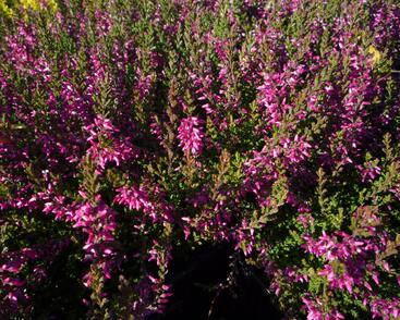 Vřes obecný 'Marlies'