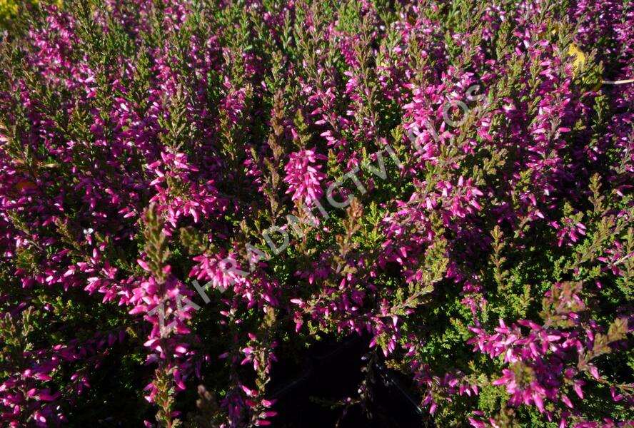 Vřes obecný 'Marlies' - Calluna vulgaris 'Marlies'