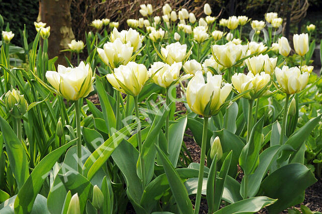 Tulipán Fosterův 'Exotic Emperor' ('White Valley') - Tulipa Fosteriana 'Exotic Emperor' ('White Valley')