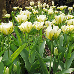 Tulipán Fosterův 'Exotic Emperor' ('White Valley') - Tulipa Fosteriana 'Exotic Emperor' ('White Valley')