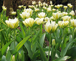 Tulipán Fosterův 'Exotic Emperor' ('White Valley')