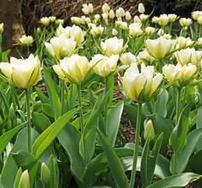 Tulipán Fosterův 'Exotic Emperor' ('White Valley') - Tulipa Fosteriana 'Exotic Emperor' ('White Valley')