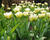 Tulipán Fosterův 'Exotic Emperor' ('White Valley')