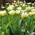 tulipan-exotic-emperor.jpg