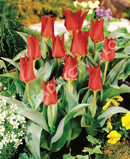 Tulipán Kaufmannův 'Showwinner' - Tulipa Kaufmanniana 'Showwinner'